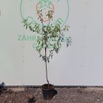 Mandľovník (Prunus dulcis) ´FILIPPO CEO´ – výška 130–160 cm, obvod kmeňa 4/6 cm, kont. C10L